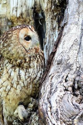 Read A Camouflaged Owl Blending Into a Tree: Blank 150 Page Lined Journal for Your Thoughts, Ideas, and Inspiration -  file in ePub