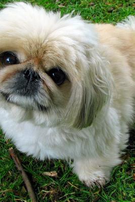 Read Fluffy Little Pekingese Toy Dog Journal: 150 Page Lined Notebook/Diary -  file in PDF