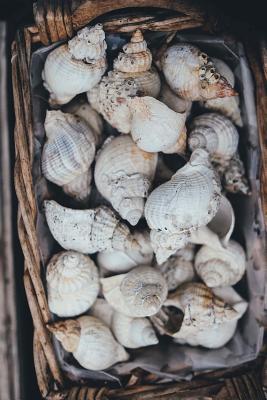 Read Basketful of Seashells Journal: 150 Page Lined Notebook/Diary -  | ePub